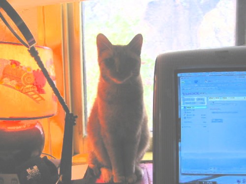 Henny is my beauty who sleeps on my heart at night.He just jumped out the window to find some cat adventures.